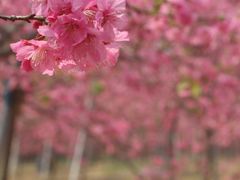 -天适樱花悠乐园