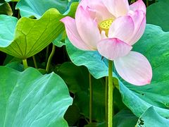 -四川大学(华西校区)