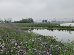 -洋湖国家湿地公园