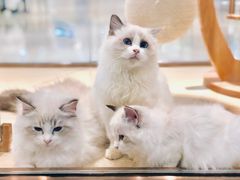 -momokira米努特·德文卷毛猫·棉花面纱犬