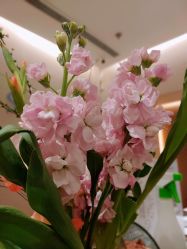 -Oasis Beauty水磨坊科技美肤中心