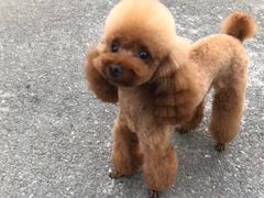 -沐沐家宠物(成寿寺店)