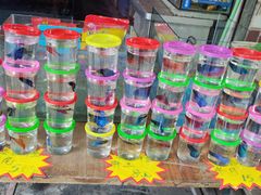 -桂林市花鸟市场