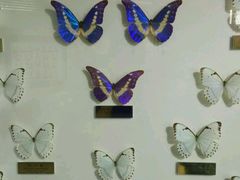 -上海昆虫博物馆