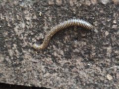 -碓臼峪自然风景区