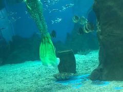 -北戴河圣蓝海洋公园