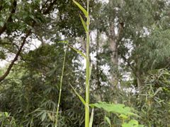 -福建鲤鱼洲酒店