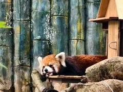 -深圳野生动物园