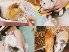 -藦茜花园宠物主题亲子互动体验馆(国顺东路店)