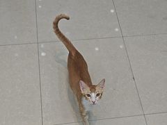 -瑞鹏宠物医院·夜间急症·心超·猫科(祖庙分店)