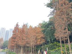 -重庆彩云湖湿地公园