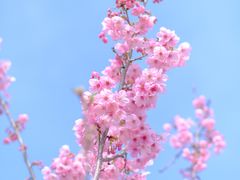 -顾村公园