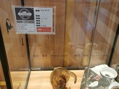 -袖虎·猫馆(体育西路店)