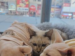 -藏猫猫咖啡主题馆(中央大道店)