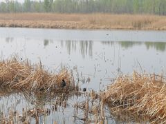 -野鸭湖国家湿地公园