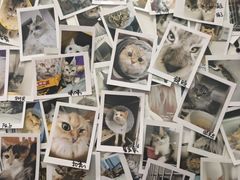 -瑞派·关忠动物医院·猫专科·犬专科(三环新城店)