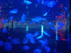 -石家庄海洋公园