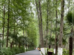 -合肥滨湖国家森林公园