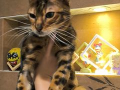 -楼上猫咖(罗湖店)