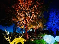 -大宁郁金香公园-停车场