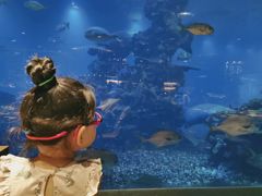 -海棠湾洲际-涛·海底餐厅·美人鱼·自助餐·海底隧道