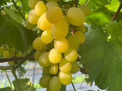 -金谷域澳洲庄园