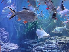 -上海海洋水族馆