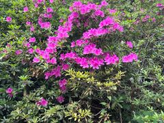 -木兰云雾山