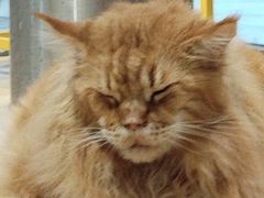 -藏猫猫咖啡主题馆(中央大道店)