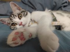 -欣宠猫屋·矮脚拿破仑·蓝金金渐层