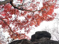 -秋霞圃
