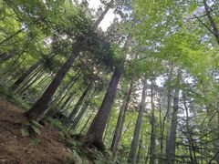 -五营红松林海景区