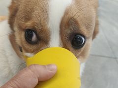 -伟伟宠物医院·CT影像中心·瑞派犬猫综合性门诊(汉口总院)