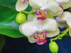 -国家植物园