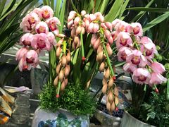 -双季花艺园艺市场(浦东店)