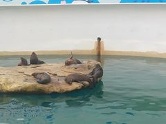 -秦皇岛乐岛海洋王国