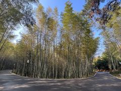 -潜山国家森林公园