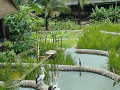 -新加坡飞禽公园