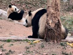 -都江堰中华大熊猫苑