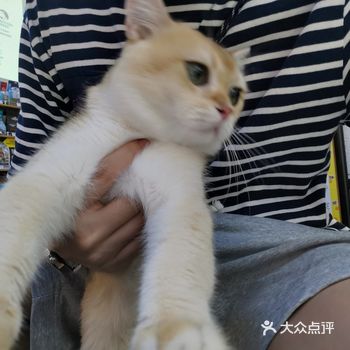 「小佩宠物(光大花园店)」 家里人比较喜欢猫咪