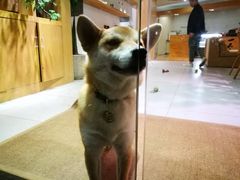 店内小狗-柴务处·柴犬主题狗咖