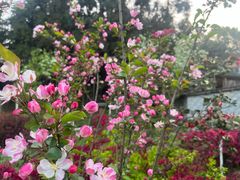 -铁山坪森林公园