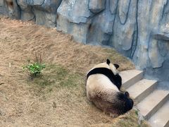 -泉州海丝野生动物世界