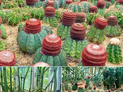 -深圳市中科院仙湖植物园