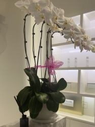 -YESIDO椰岛美容