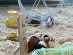 -怪兽屋·羊驼·猫咖·狗咖(俊华广场店)