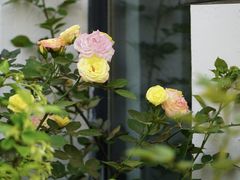 -云里小坐·小院里·团建·宴请·下午茶(三圣乡店)