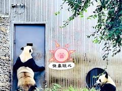 -卧龙中华大熊猫苑神树坪基地