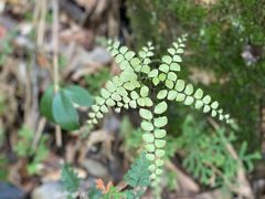 -广州白江湖森林公园