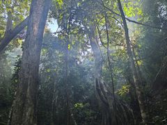 -西双版纳原始森林公园